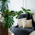 monstera-plant