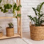shelves-plants