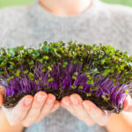 Sprouts of red kaipusta calrabi microgreens in female hands. Raw sprouts, microgreens, healthy food concept, raw food diet