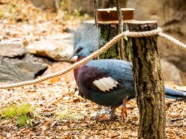 zoo ostrava papua