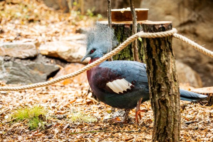 zoo ostrava papua