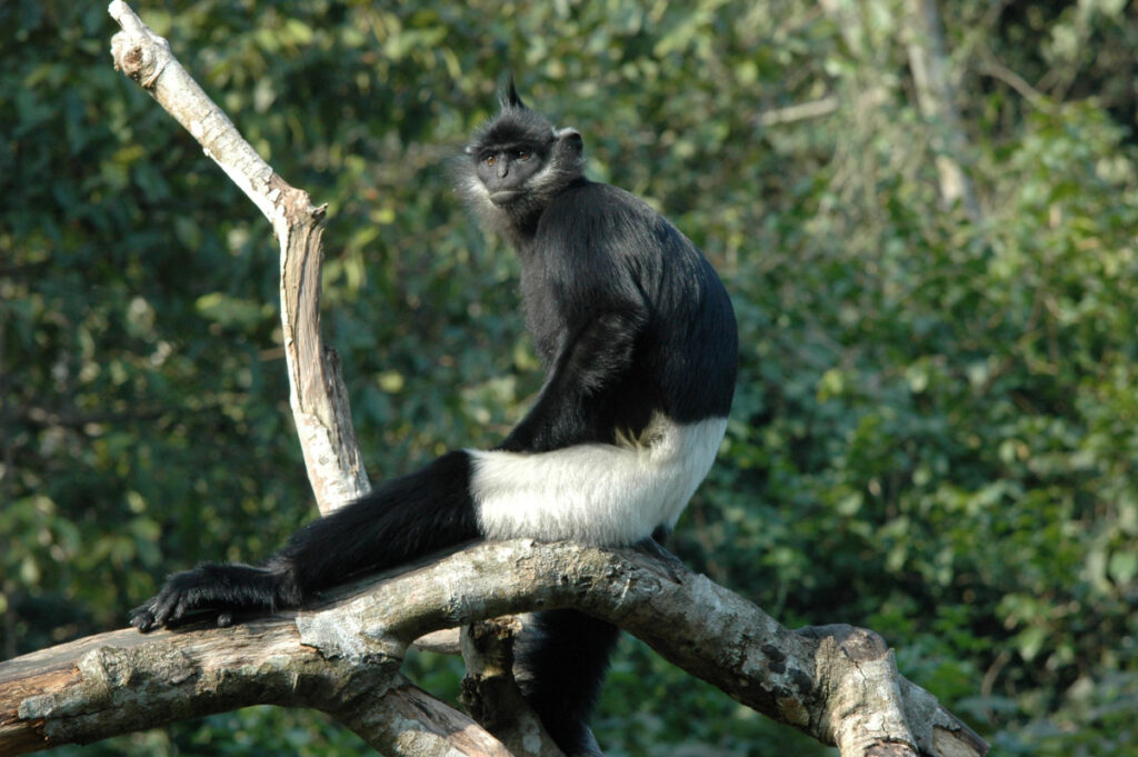Zoo Ostrava podpoří kriticky ohrožené langury Delacourovy