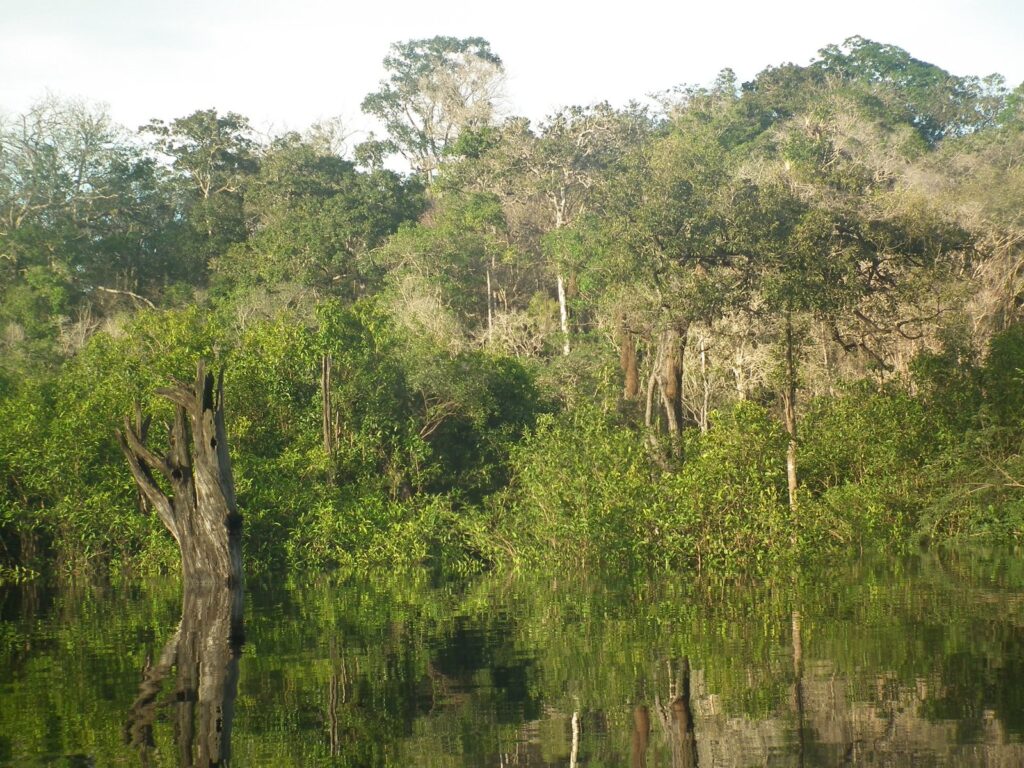Deštný prales na řece Rio Negro v Amazonii – pohled na nedotčenou přírodu a biodiverzitu pralesního ekosystému.